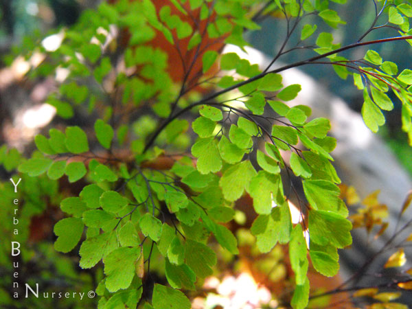 adiantum raddianum fragrantissimum