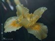 Iris sp - Clear Yellow
