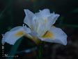 Iris x douglasiana 'Canyon Snow'