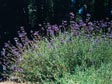 Salvia clevelandii 'Winifred Gilman'