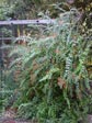 Keckiella cordifolia