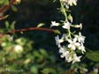 Ribes sanguineum var. glutinosum 'White Icicle'