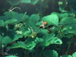 Fragaria californica (vesca)