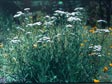 Achillea millefolium 'King Range'
