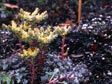 Sedum spathulifolium 'Blood Red'