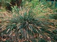 Calamagrostis foliosa