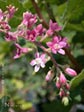 Ribes malvaceum 'Montara Rose'