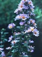 Aster chilensis