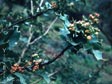 Berberis aquifolium var. dictyota 'Shasta Blue'