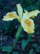 Iris - Cornflower Yellow