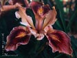 Iris sp - Maroon and Gold