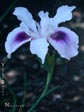 Iris - White