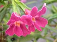 Mimulus 'Ruby Silver'