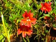 Mimulus 'Quonset Bank'