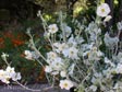 Solanum umbelliferum 'Spring Frost'