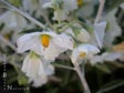 Solanum umbelliferum 'Spring Frost'
