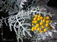 Eriophyllum nevinii