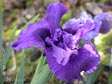 Iris - blue-purple