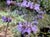 Salvia 'Whirly Blue' - Cleveland Sage Hybrid