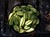 Aristolochia californica  - California Dutchmans Pipe