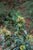 Berberis aquifolium  - Oregon Grape