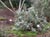 Eriogonum giganteum - Saint Catherine's Lace