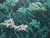Eriogonum arborescens  - Santa Cruz Island Buckwheat