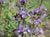 Salvia 'Aromas' - Cleveland Sage Hybrid