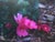 Sidalcea malvaeflora  - Checker Bloom