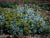 Eriogonum crocatum  - Saffron Buckwheat