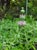 Salvia leucophylla 
