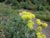 Eriogonum umbellatum polyanthum 'Shasta Sulphur' - Sulfur Buckwheat