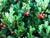 Arctostaphylos uva-ursi 'Radiant' - 'Radiant' Bearberry