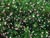 Arctostaphylos densiflora 'Howard McMinn' - Vine Hill Manzanita