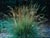 Deschampsia caespitosa  - Tufted Hair Grass