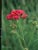 Achillea millefolium - Yarrow