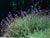 Salvia clevelandii 'Winifred Gilman' - Cleveland Sage