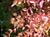 Keckiella cordifolia  - Red Climbing Penstemon