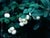 Symphoricarpos albus  - Snowberry
