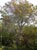Acer macrophyllum  - Big Leaf Maple