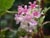 Ribes sanguineum glutinosum 'Claremont' - Pink Flowering Currant