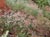 Eriogonum parvifolium  - Seacliff Buckwheat