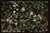 Clematis ligusticifolia - Western Virgin's Bower