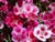 Clarkia amoena  - Farewell-to-Spring