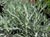 Artemisia ludoviciana albula 