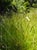 Nassella lepida  - Foothill Needle Grass