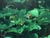 Fragaria californica (vesca)  - Woodland Strawberry