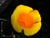 Eschscholzia californica maritima  - California Poppy
