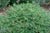 Salvia mellifera 'Terra Seca' - 'Terra Seca' Black Sage