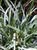Carex spissa  - San Diego Sedge